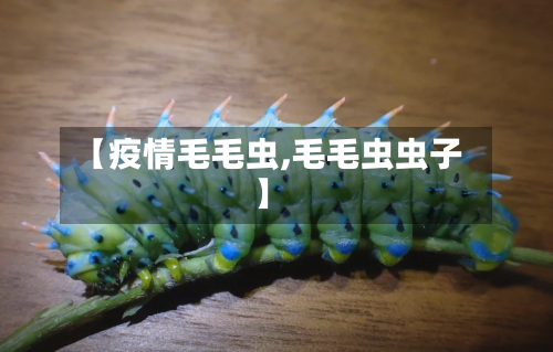 【疫情毛毛虫,毛毛虫虫子】